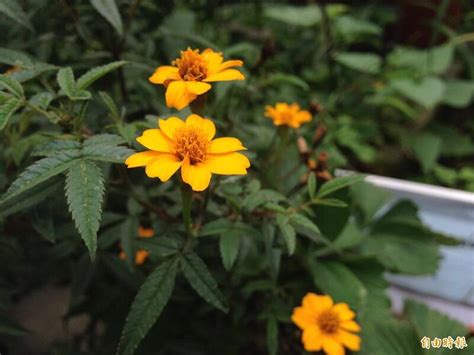 芳香萬壽菊禁忌|芳香萬壽菊：禁忌與副作用、功效、營養價值、正確食。